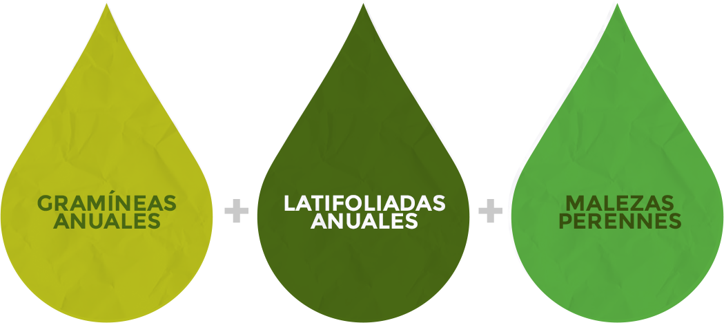 Malezas